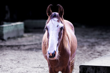 Portrait of a brown horse with a white blaze on its face, standing calmly in a rustic setting. 