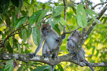 2 Long Tailed Macaque - Male and Female (Macaca Fascicularis, Crab Eating Macaque, Cynomolgus Macaque, Kera) in tree, on the Kinabatangan River, Sandakan, Sabah, Malaysia (Borneo)