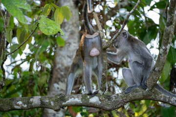 Male Long Tailed Macaque presenting testicals, ball sack (Macaca Fascicularis, Crab Eating Macaque, Cynomolgus Macaque, Kera) in tree, on the Kinabatangan River, Sandakan, Sabah, Malaysia (Borneo)