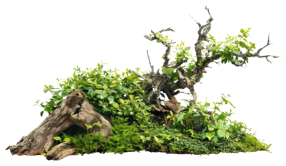 PNG Plant bonsai green tree.