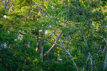 Rhinoceros Hornbill Bird (Buceros rhinoceros, Rhino Hornbill) small in the shade of many trees in the forest surrounding the Kinabatangan River, Sandakan, Sabah, Malaysia (Borneo)