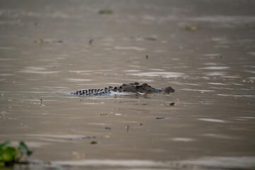 Mature Saltwater Crocodile (Crocodylus Porosus, Estuarine Crocodile, Indo-Pacific Crocodile, Marine or Sea Crocodile, Saltie) semi submerged in Kinabatangan River, Sabah, Malaysia (Borneo)