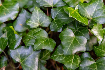 Green leaves in the summer forest
