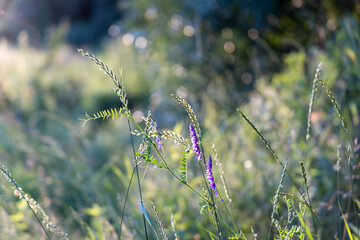 Fototapeta premium Purple flowers in the summer field