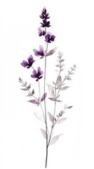 Obraz premium Salvia Sage detailed hand drawn pastel watercolor botanical image, medicinal herbs, light background. Generative AI