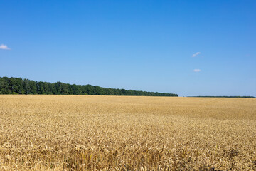 Wheat field in summer on a sunny day