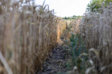 Wheat field in summer on a sunny day