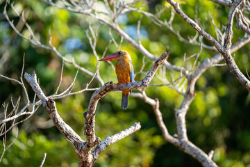 Stork-Billed Kingfisher (Pelargopsis Capensis), a tree Kingfisher native to India and Southeast Asia, in tree branch on Kinabatangan River, Sabah, Malaysia (Borneo)