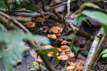 Tropical jungle mushrooms on forest floor in Kinabatangan River area, Sabah, Malaysia (Borneo)