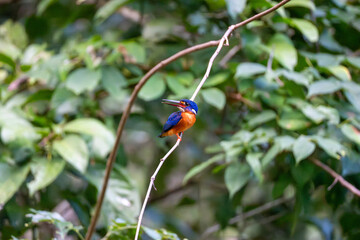Blue-Eared Kingfisher (Alcedo Meninting) in tree branch, on Kinabatangan River, Sabah, Malaysia (Borneo) with blue and orange feathers.