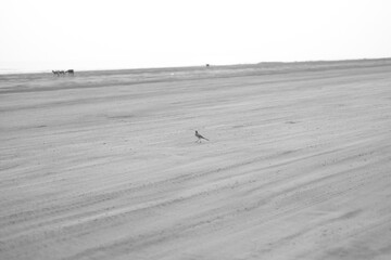A bird on the sand 