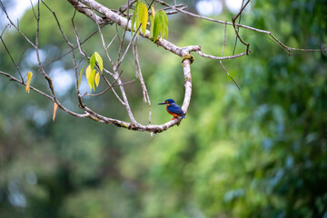 Blue-Eared Kingfisher (Alcedo Meninting) in tree branch, on Kinabatangan River, Sabah, Malaysia...