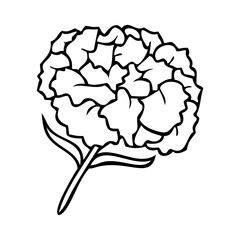 carnation flower line vector illustration