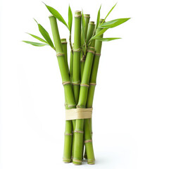 Fototapeta premium Fresh green bamboo stalks isolated on white background