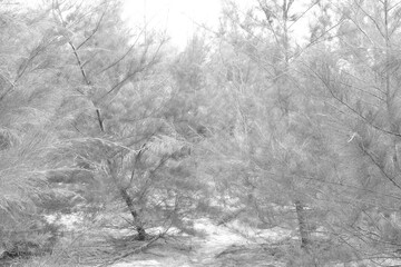 Forest abstract pattern background 