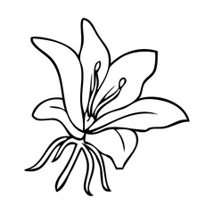 lily flower line vector illustration