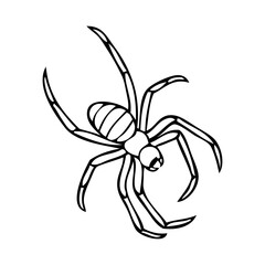 spider line vector illustration