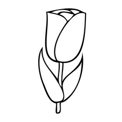 tulip flower line vector illustration