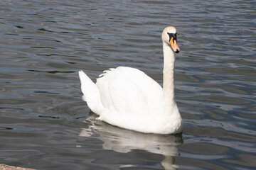 Obraz premium Photo of a beautiful photo of a white swam in a lake