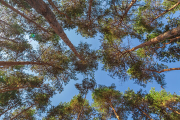 pine trees in the forest, view from bottom to top