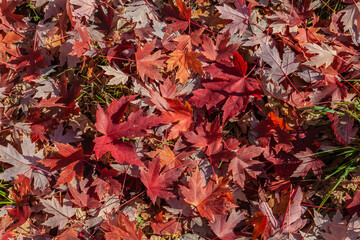 Autumn Material - Beautiful Autumn Leaves of Japanese Maple