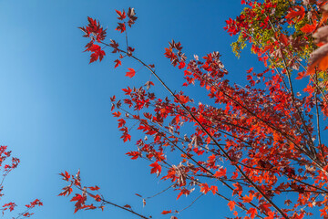 Autumn Material - Beautiful Autumn Leaves of Japanese Maple on Tree