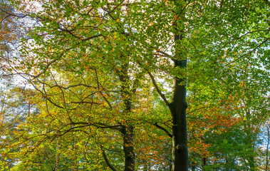 Forest with autumn leaf colors in bright sunlight, Baarn, Lage Vuursche, Utrecht, The Netherlands, October 22, 2024