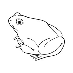 frog sketch vector illustration