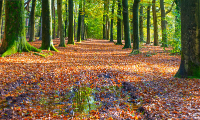 Forest with autumn leaf colors in bright sunlight, Baarn, Lage Vuursche, Utrecht, The Netherlands,...