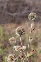 mordovnik plant, mace thistle, thorn ball plant, medicinal mordovnik plant