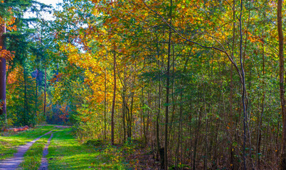 Obraz premium Forest with autumn leaf colors in bright sunlight, Baarn, Lage Vuursche, Utrecht, The Netherlands, October 22, 2024