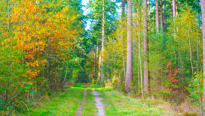 Obraz premium Forest with autumn leaf colors in bright sunlight, Baarn, Lage Vuursche, Utrecht, The Netherlands, October 22, 2024