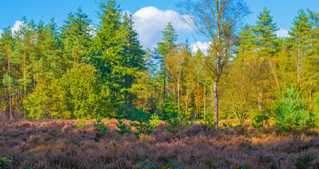 Forest with autumn leaf colors in bright sunlight, Baarn, Lage Vuursche, Utrecht, The Netherlands, October 22, 2024