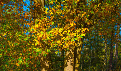 Forest with autumn leaf colors in bright sunlight, Baarn, Lage Vuursche, Utrecht, The Netherlands, October 22, 2024