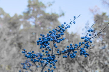 ripe black sloe berries in nature