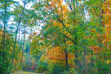 Obraz premium Forest with autumn leaf colors in bright sunlight, Baarn, Lage Vuursche, Utrecht, The Netherlands, October 22, 2024