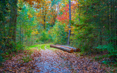 Forest with autumn leaf colors in bright sunlight, Baarn, Lage Vuursche, Utrecht, The Netherlands,...