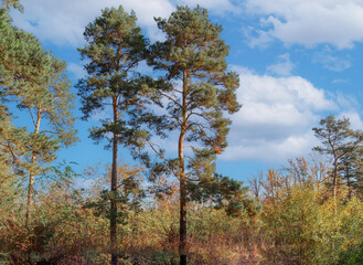 Autumn pine trees in forest. Beautiful nature park landscape.