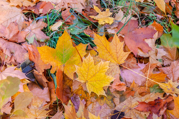 Autumn mood background. Fallen autumn dried leaves background. Colorful, variegated foliage. Flat lay, top view, copy space