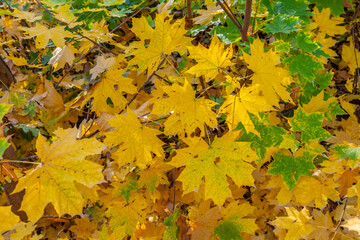 Yellow and red leaves hang on maple branches in autumn.