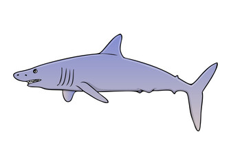 shark vector illustration