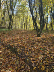 Beautiful autumn forest, colorful leaves on the trees, golden autumn, nature