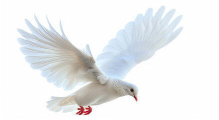 Fototapeta premium A white dove is in flight against a simple backdrop, providing a sense of calm and peace.