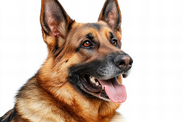 German Shepherd Dog Relaxing on White Background with Ample Copy Space for Text, Showcasing its Friendly and Loyal Expression