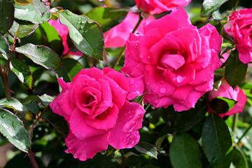 dew on the two red roses
