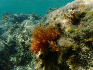 Red algae Laurencia obtusa undersea, Aegean Sea, Greece, Halkidiki, Afytos beach