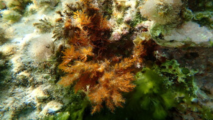 Red algae Laurencia obtusa undersea, Aegean Sea, Greece, Halkidiki, Afytos beach