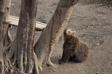 View of brown bear sitting by tall trees looking up (Ursus arctos)