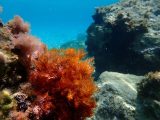 Red algae Laurencia obtusa undersea, Aegean Sea, Greece, Halkidiki, Afytos beach