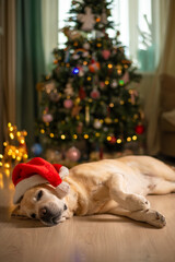 cute funny Labrador dog in a Santa Claus hat, gnome on the background of a Christmas tree. christmas lights, christmas greeting card